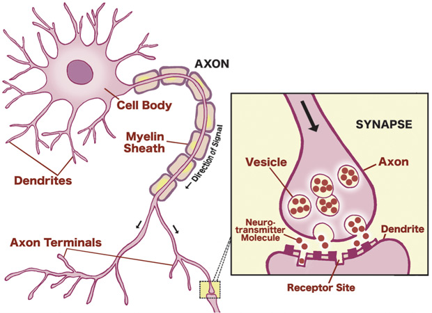 Figure 2: Communication Between Neurons; Source: Adapted from educarer.org, 2006