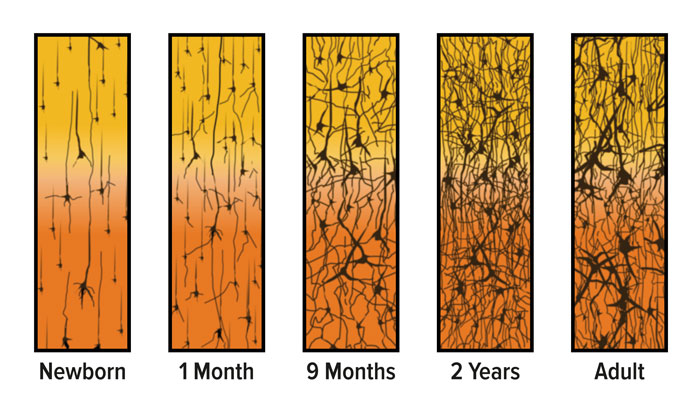 Figure 1: Neuron Growth &amp; Connections Over Time; Source: Corel, JL. The postnatal development of the human cerebral cortex. Cambridge, MA: Harvard University Press; 1975