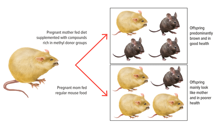Figure 3: Female Agouti Mouse (Fully Expressing a Gene That Causes Yellow Coat, Susceptibility to Diabetes and Obesity); Source: Illustration by Bill Day adapted from Waterland, RA., Jirtle, RL. Transposable elements: Target for early nutritional effects on epigenetic gene regulation. Molecular and Cellular Biology. 2003; 23(15):5293–5300